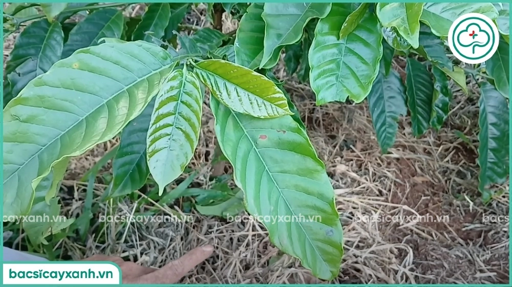 Tủ gốc cho cây cà phê con